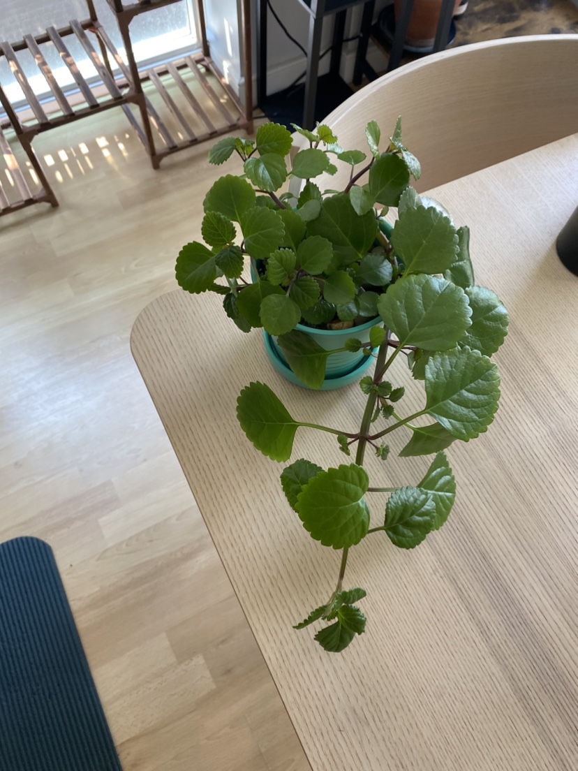 Beautiful Swedish Ivy thumbnail