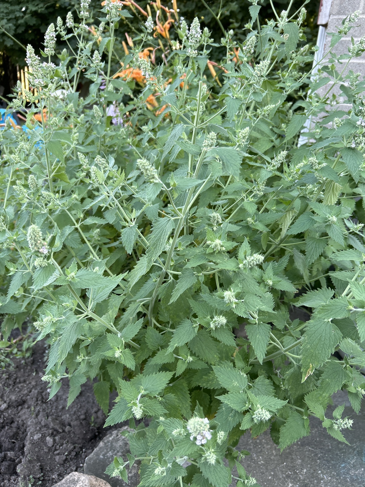 Catnip to hang & dry thumbnail