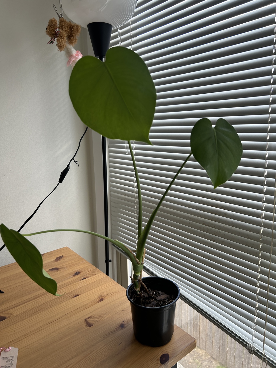Monstera Plant 1 - photo 4
