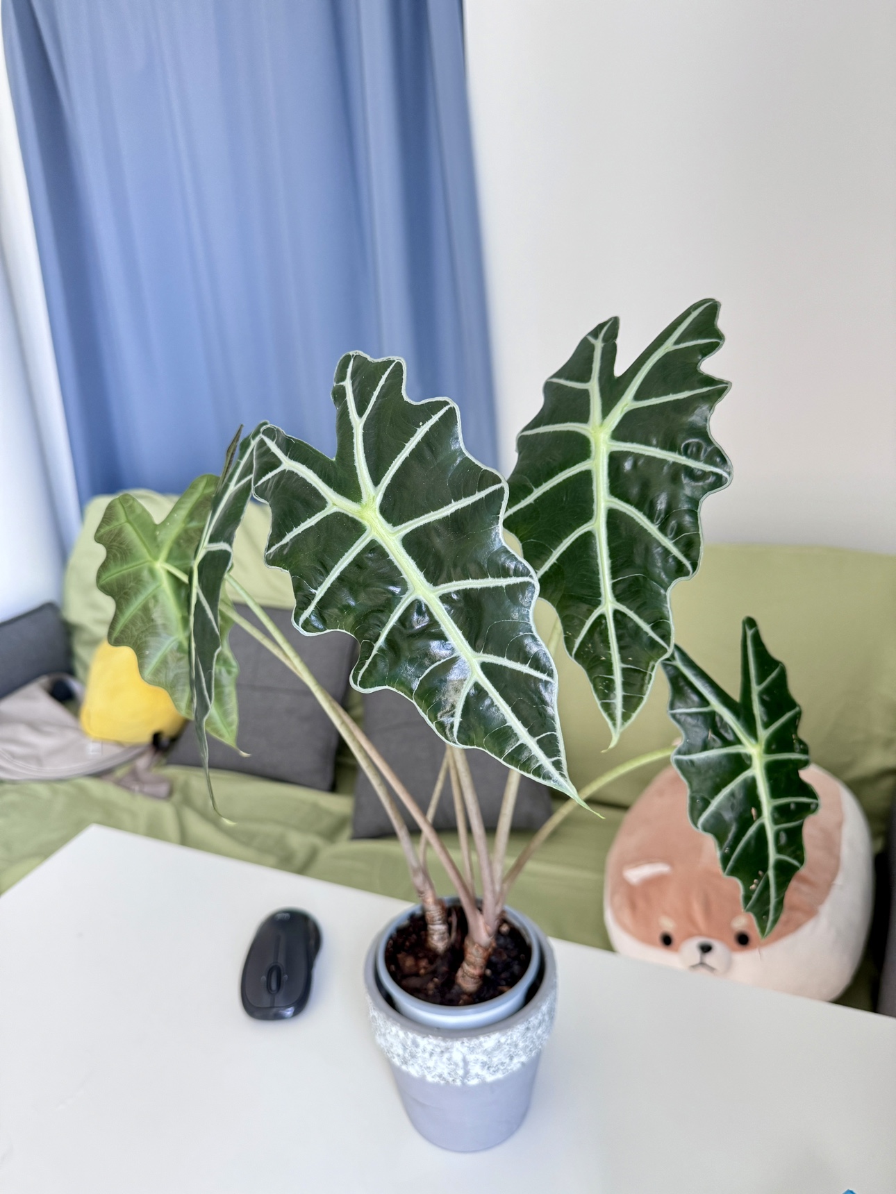 Home Plant- Move out Sale - photo 2