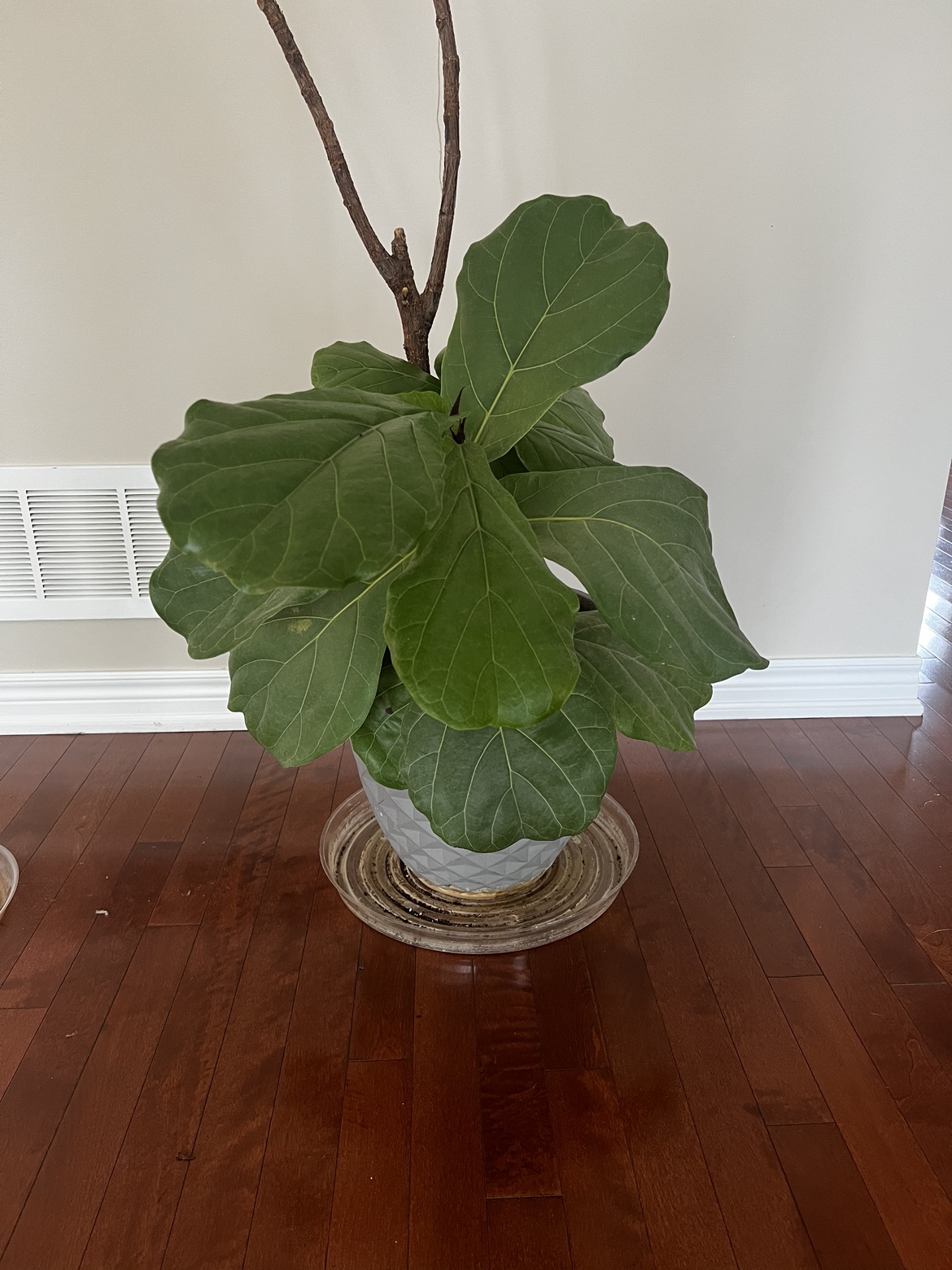 Ficus Lyrata live plant with pot - photo 2
