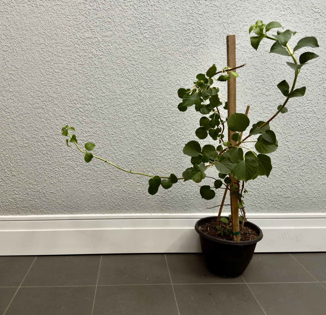 Climbing hydrangea in pot