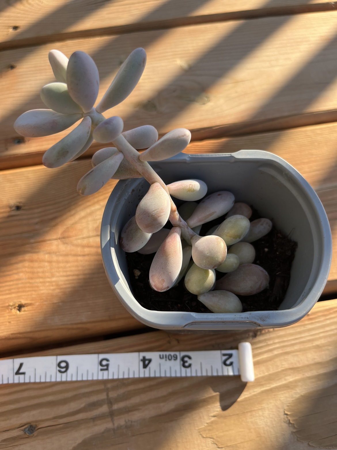 Moonstone succulent ⚽️ image indicator(2)