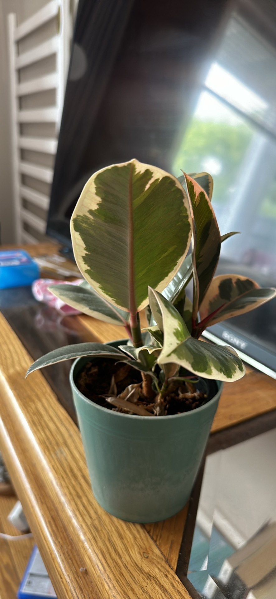 Plants - photo 3