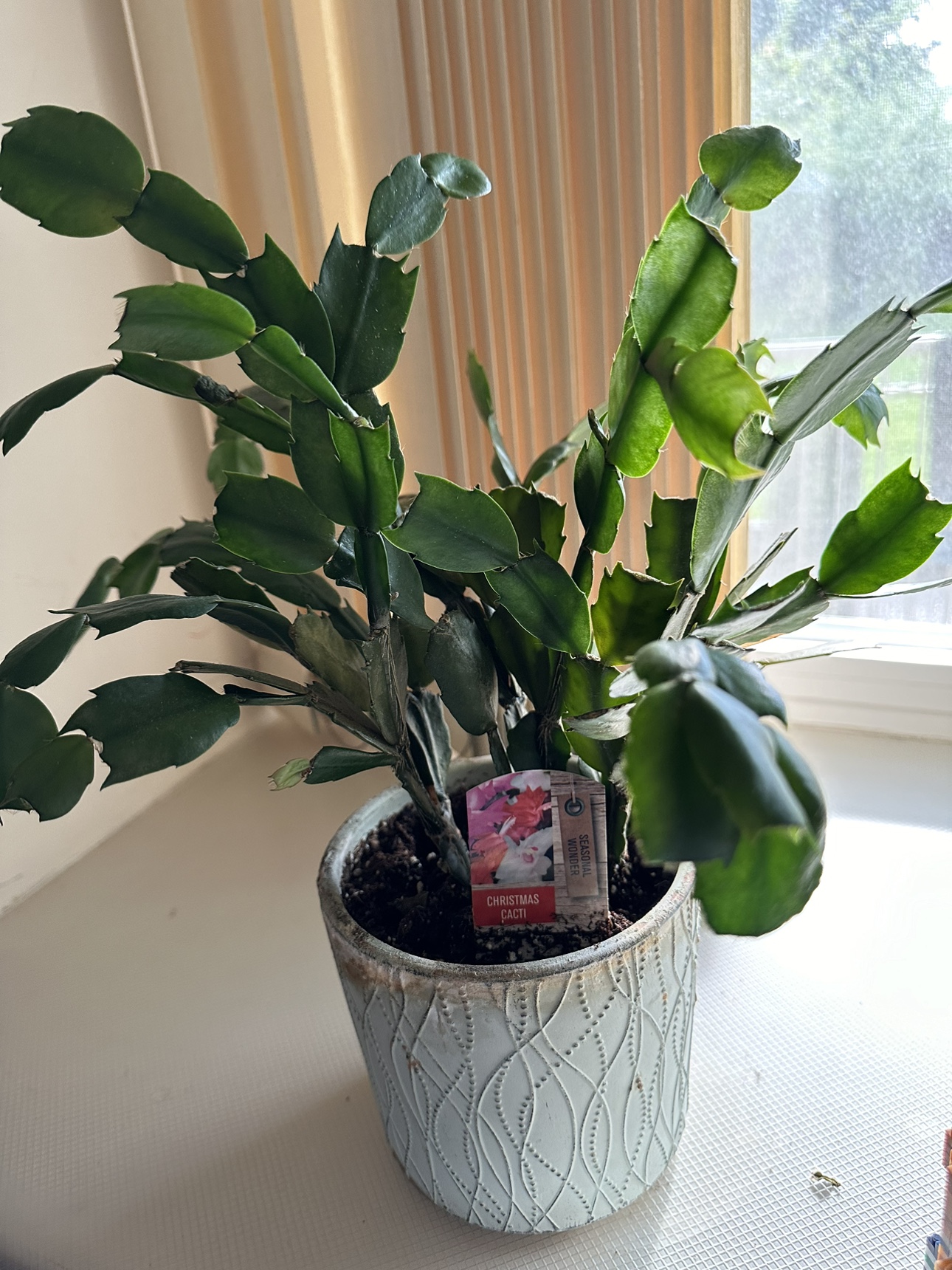 Christmas cactus plant #freecycle