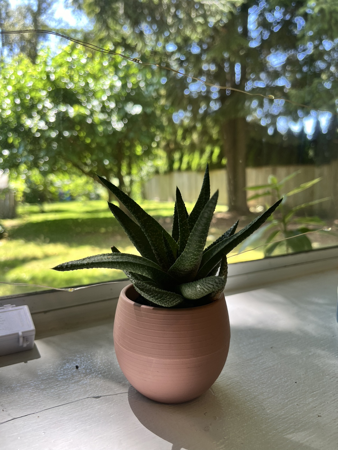 Plants for Sale - photo 5