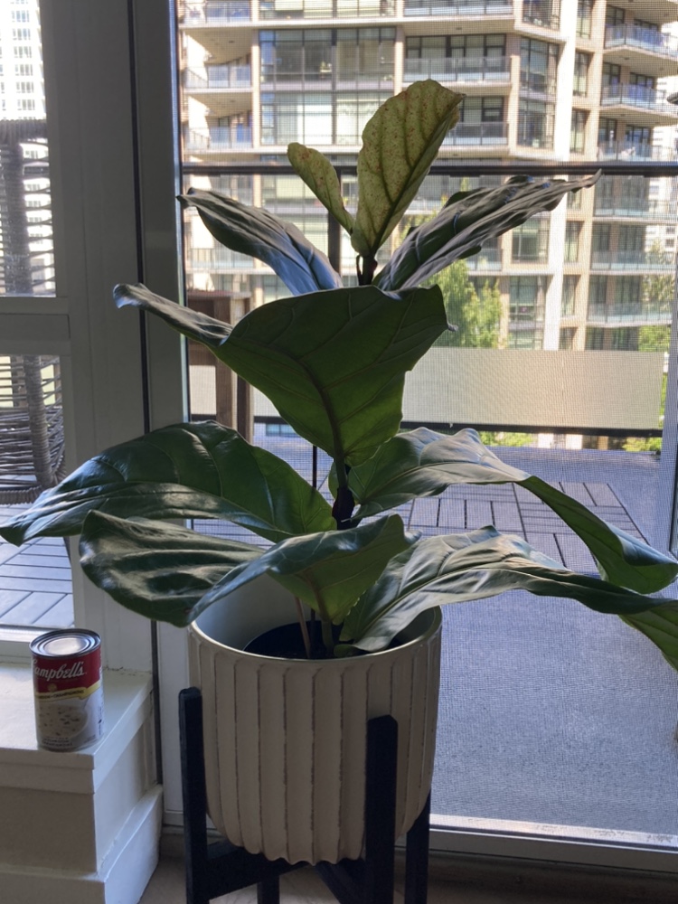 Fiddle leaf fig plant - photo 2