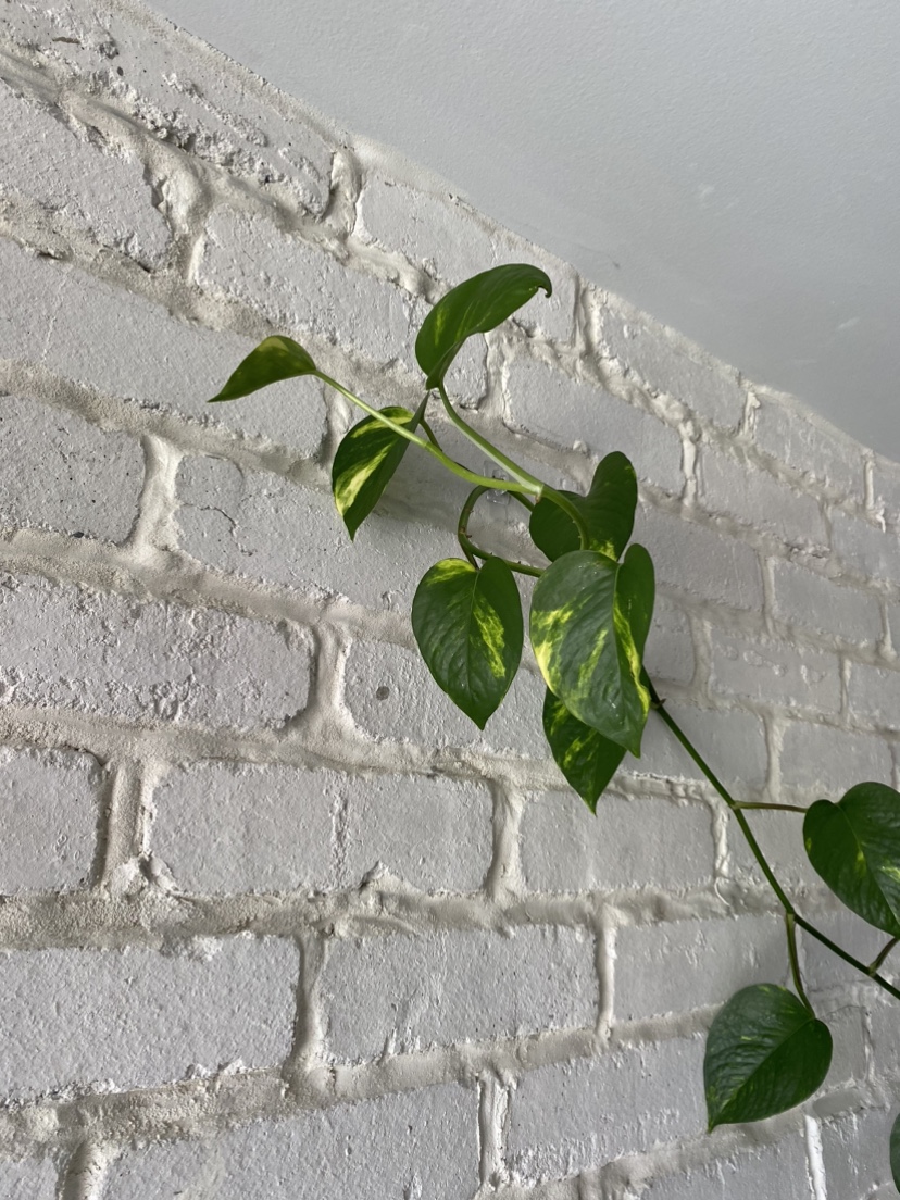 Beautiful 6 foot pothos plant (maybe golden pothos?) image indicator(2)