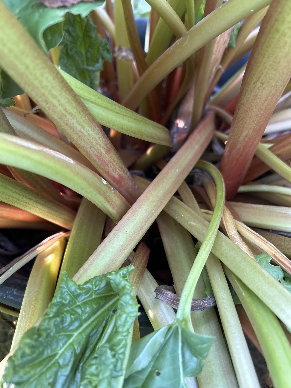 Rhubarb