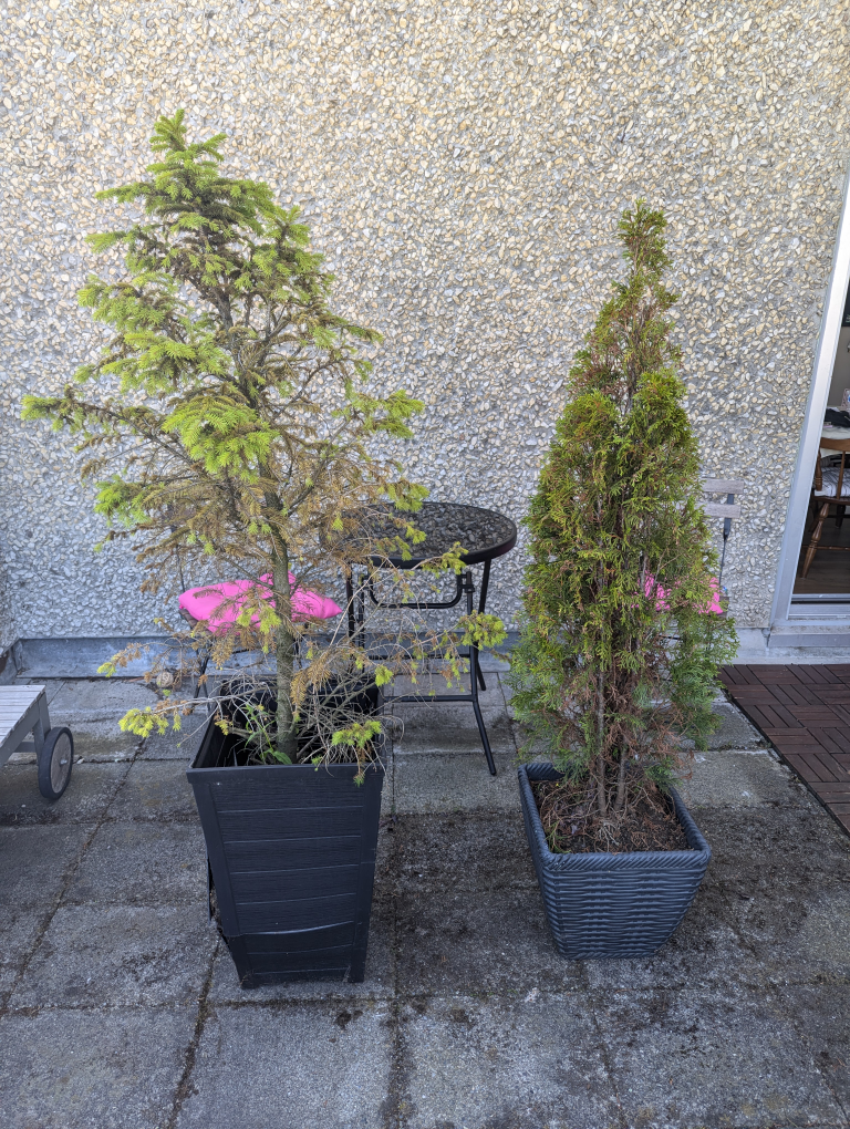 FREE- Trees in pots thumbnail