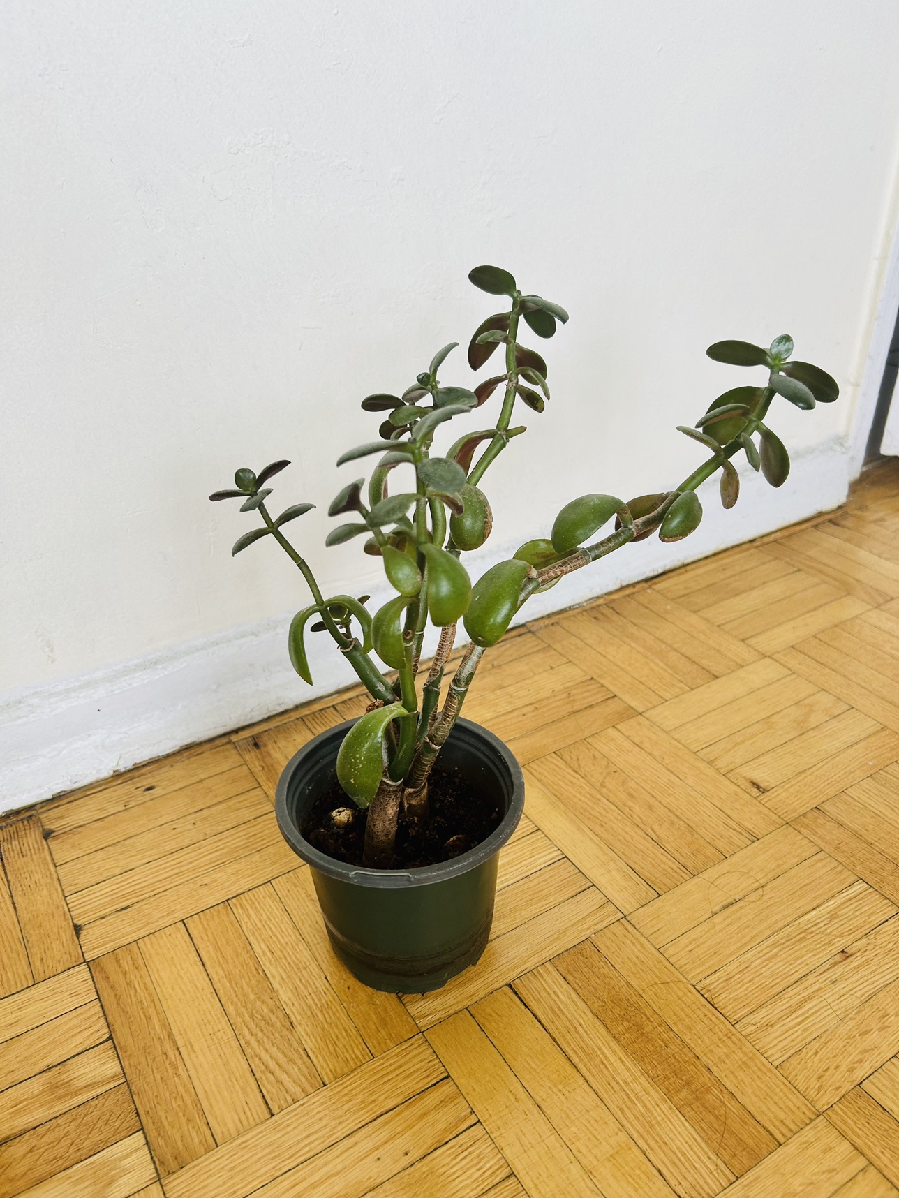 Plants $5 each - photo 4