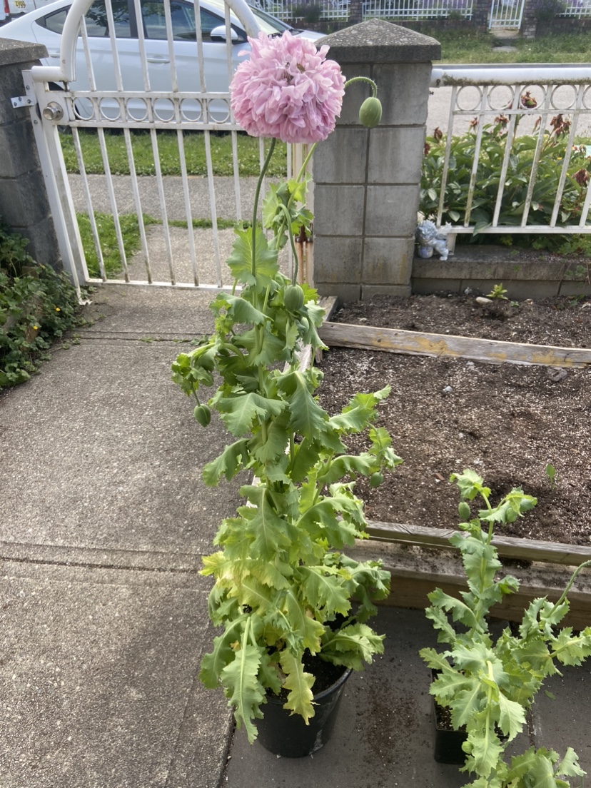 Poppy Flower Plant (Large) thumbnail
