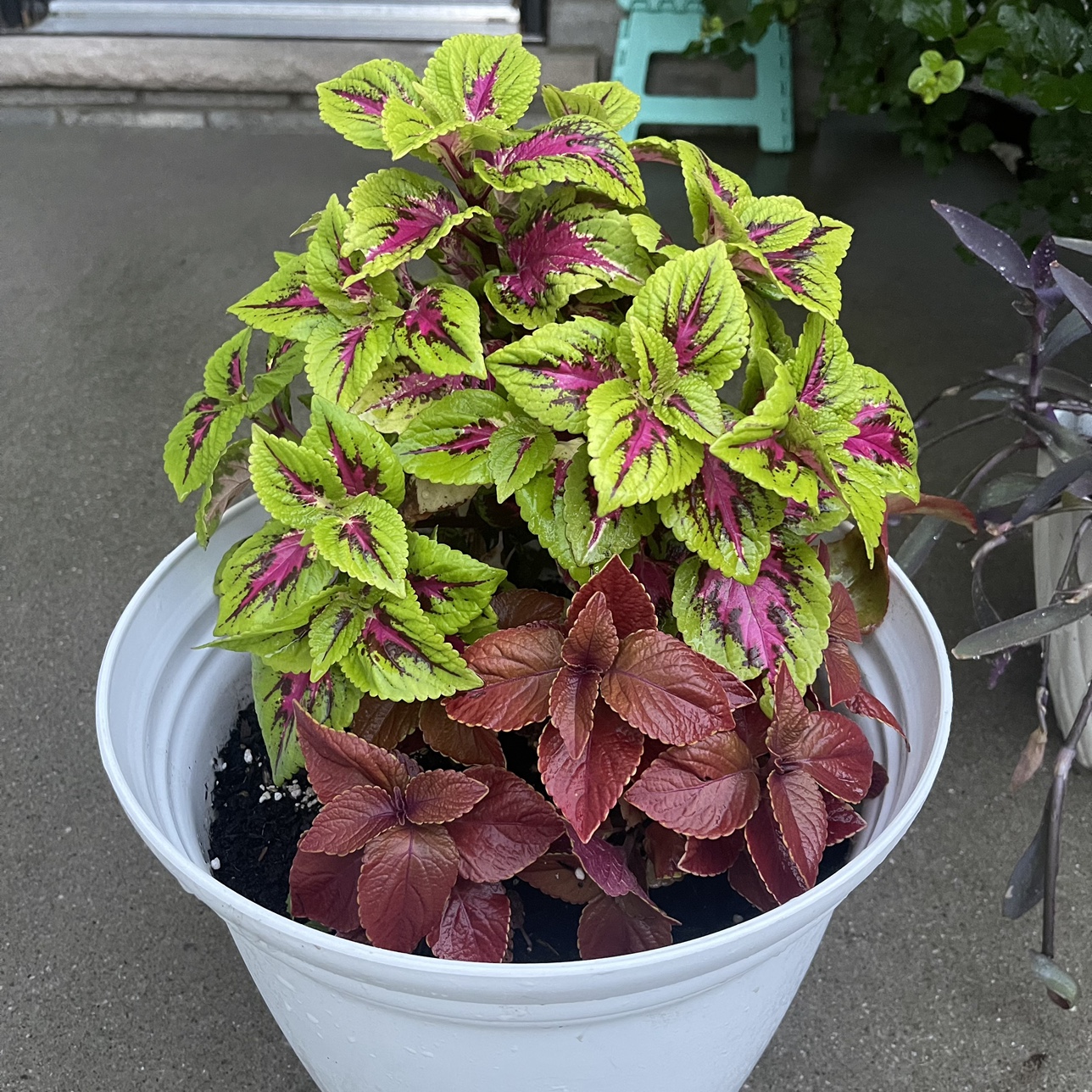 Red & green Coleus plant with begonia Combo - photo 4