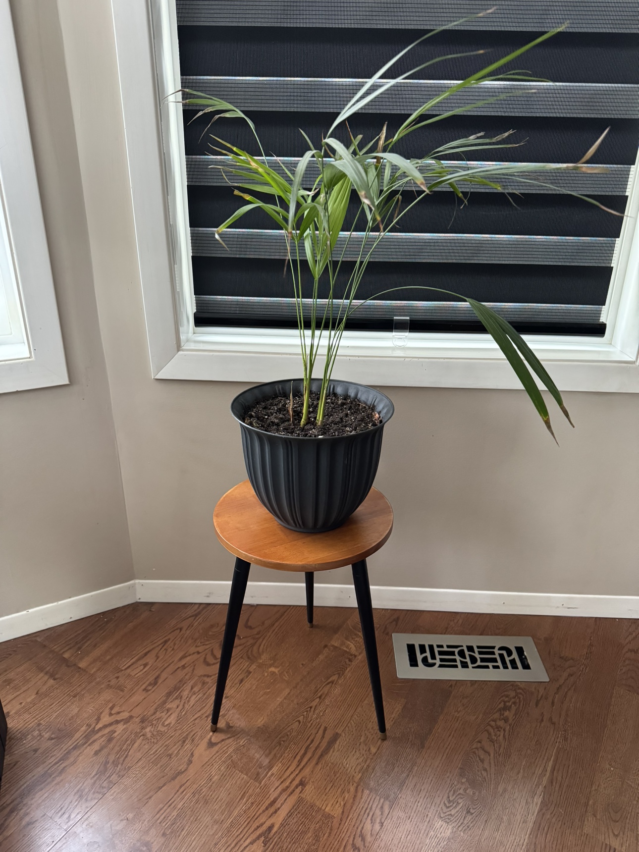 Plant Stand