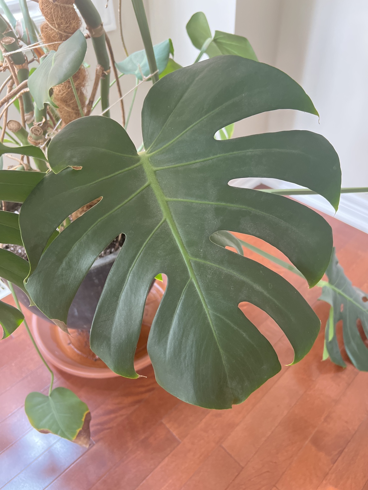 Monstera live plant with pot - photo 2