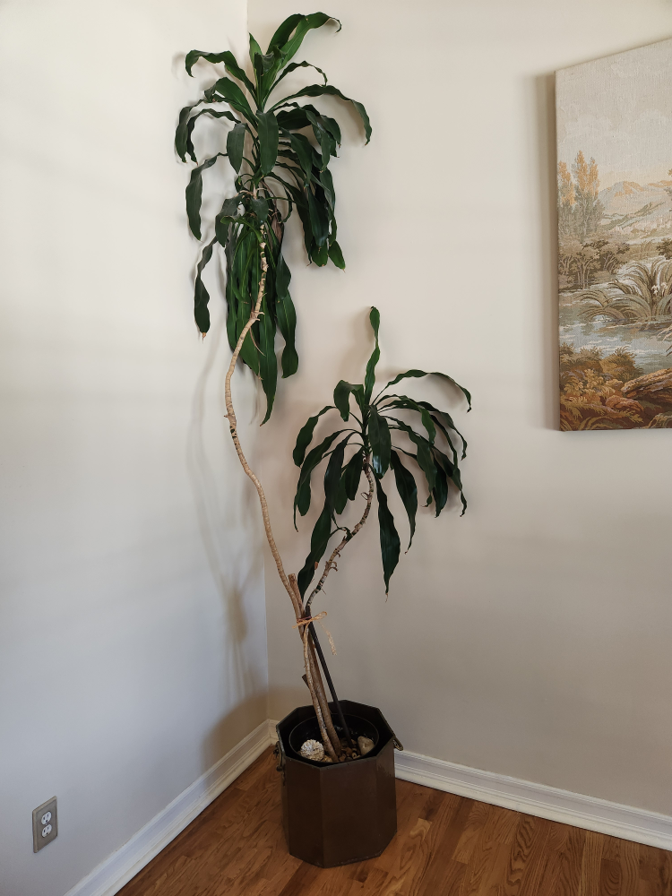 Over 50 year old Dracaena tree 8 ft tall
