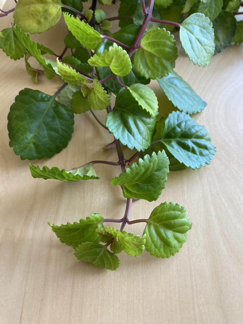 Happy Swedish Ivy plant image indicator(2)