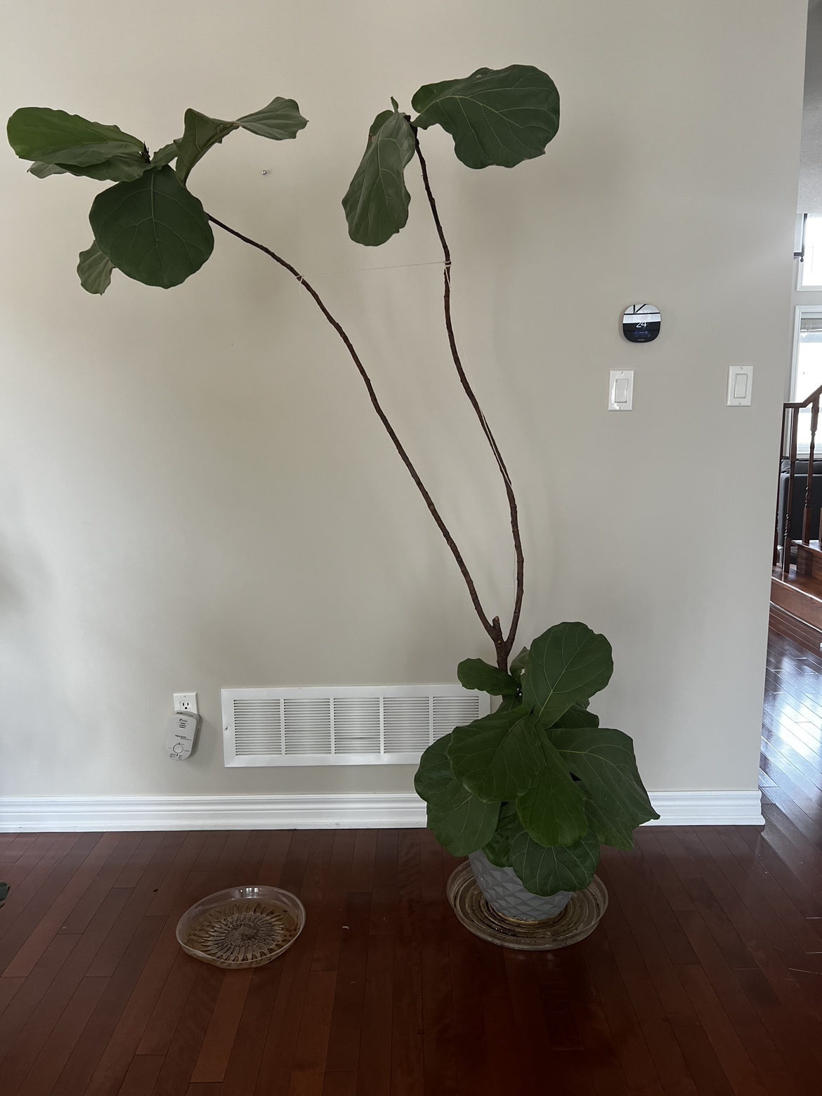 Ficus Lyrata live plant with pot