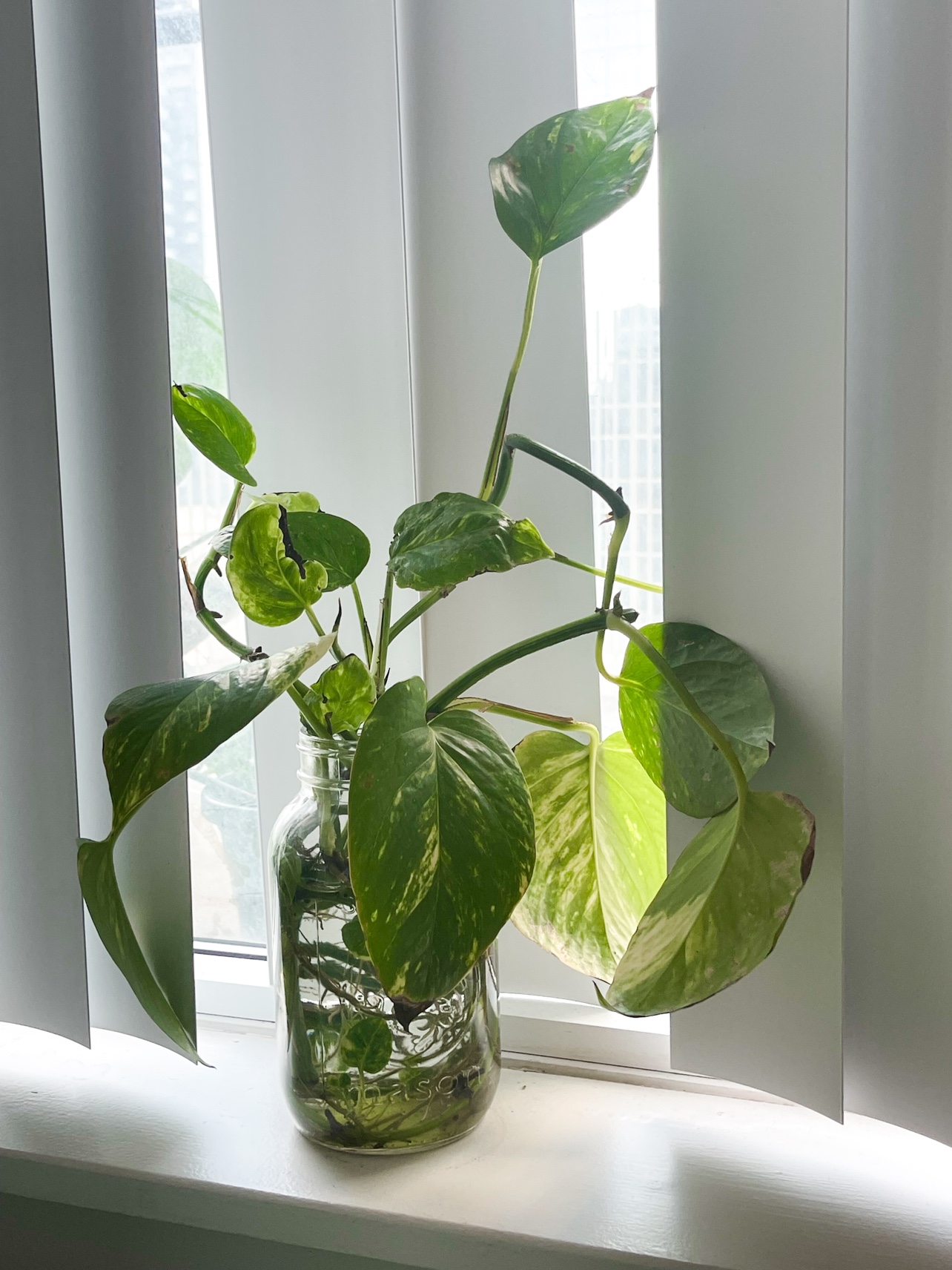 Rooted pothos plant cuttings in water image indicator(7)