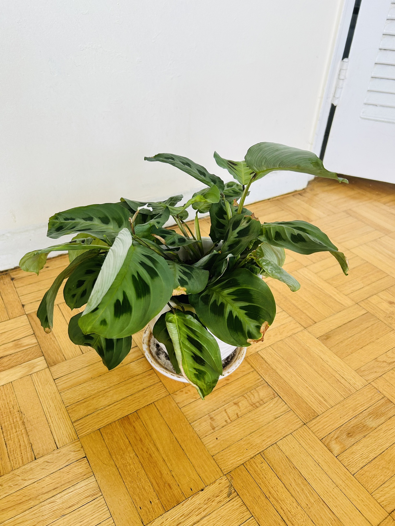 Plants $5 each - photo 2
