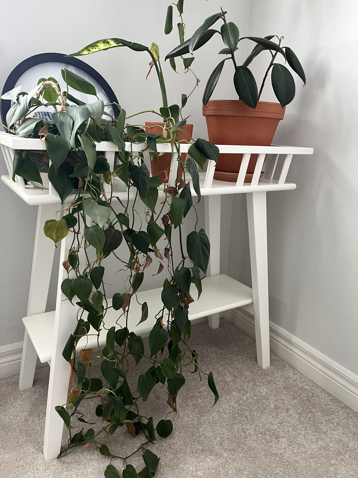 Plant Table