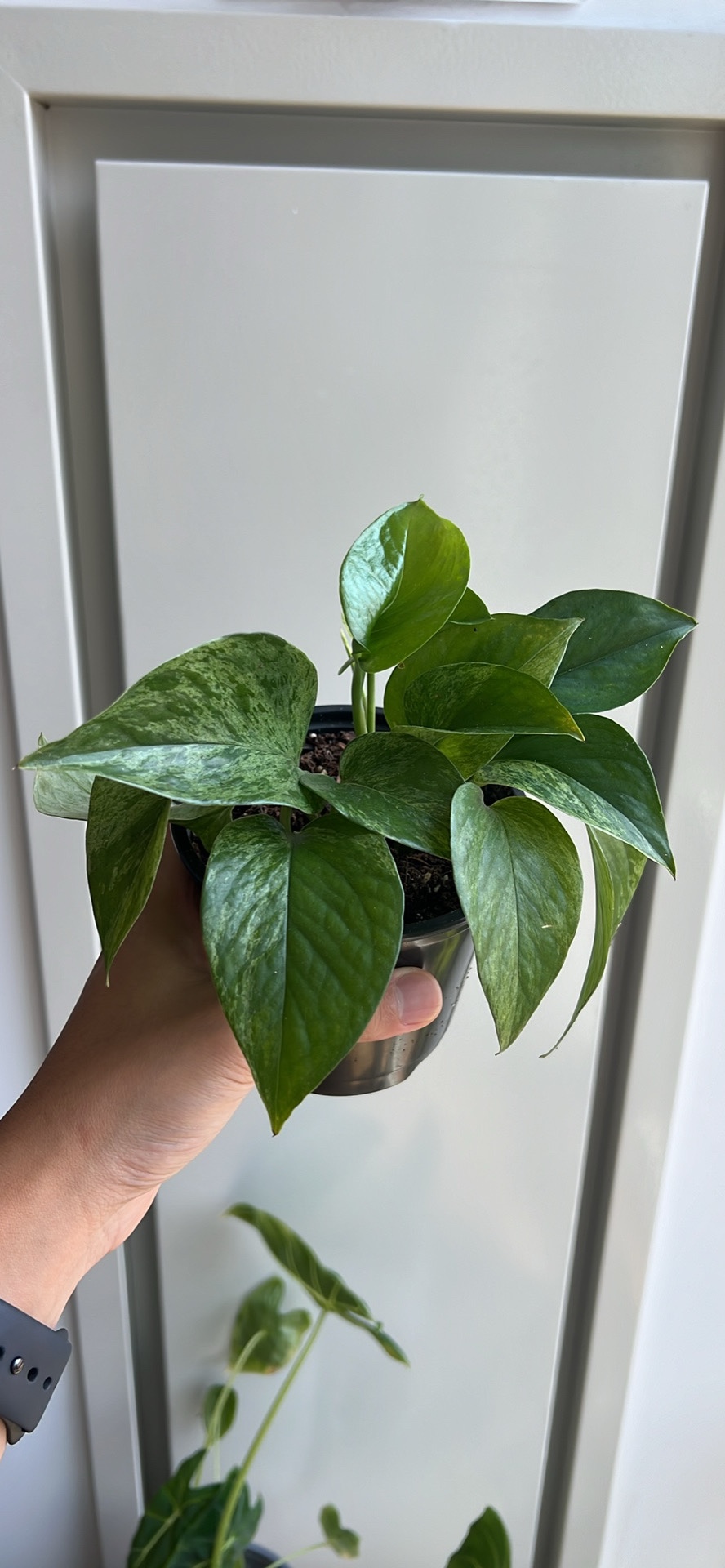 Marble Queen Pothos - photo 3
