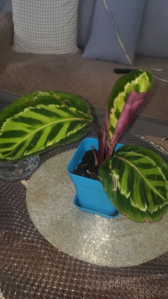 plants