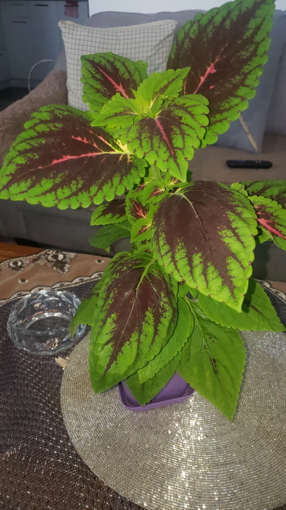 plants - photo 2
