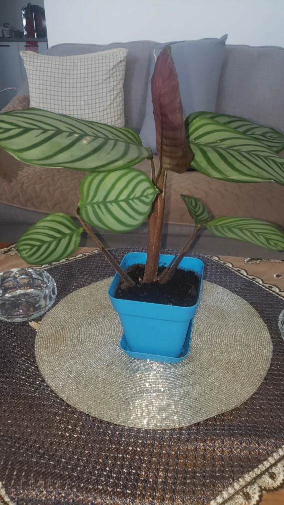 plants - photo 3