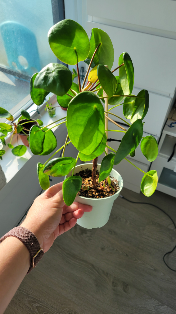 Pilea Peperomioides - Chinese Money Plant 🪴 image indicator(3)
