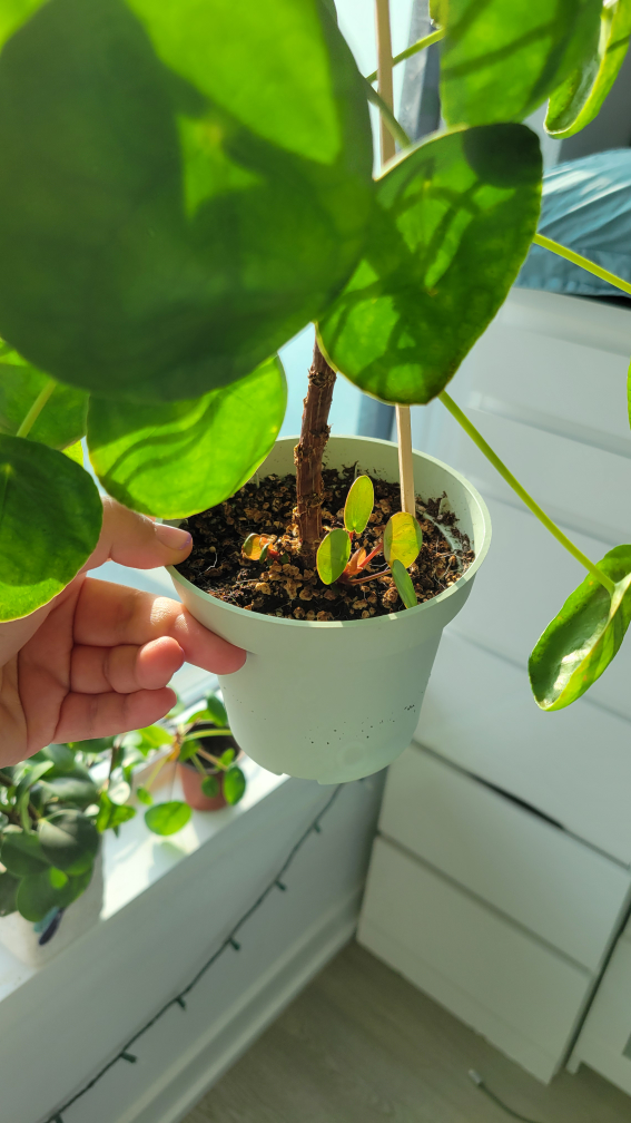 Pilea Peperomioides - Chinese Money Plant 🪴 image indicator(5)