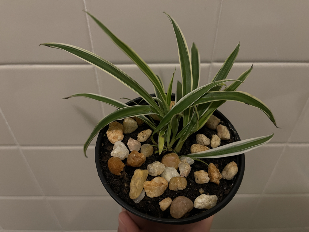 Spider plant (free with purchase)