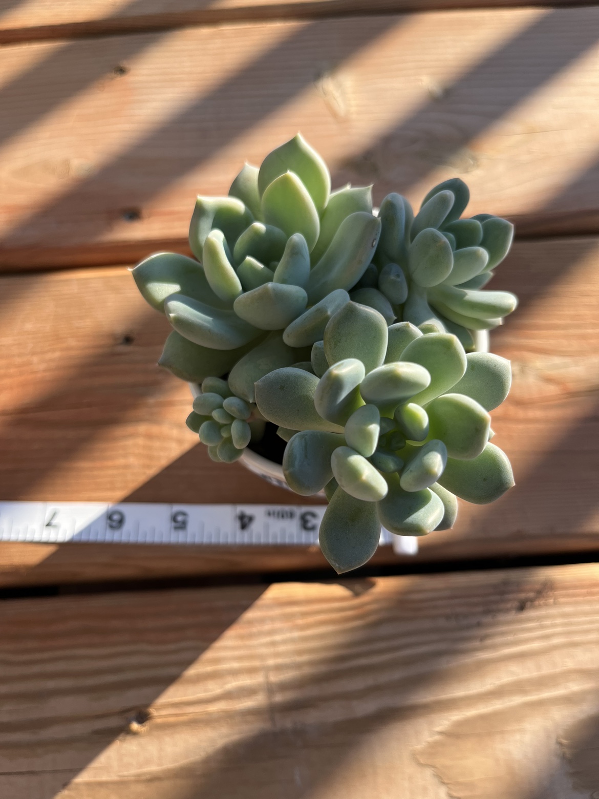 3” gray prince succulent in ceramic pot image indicator(3)
