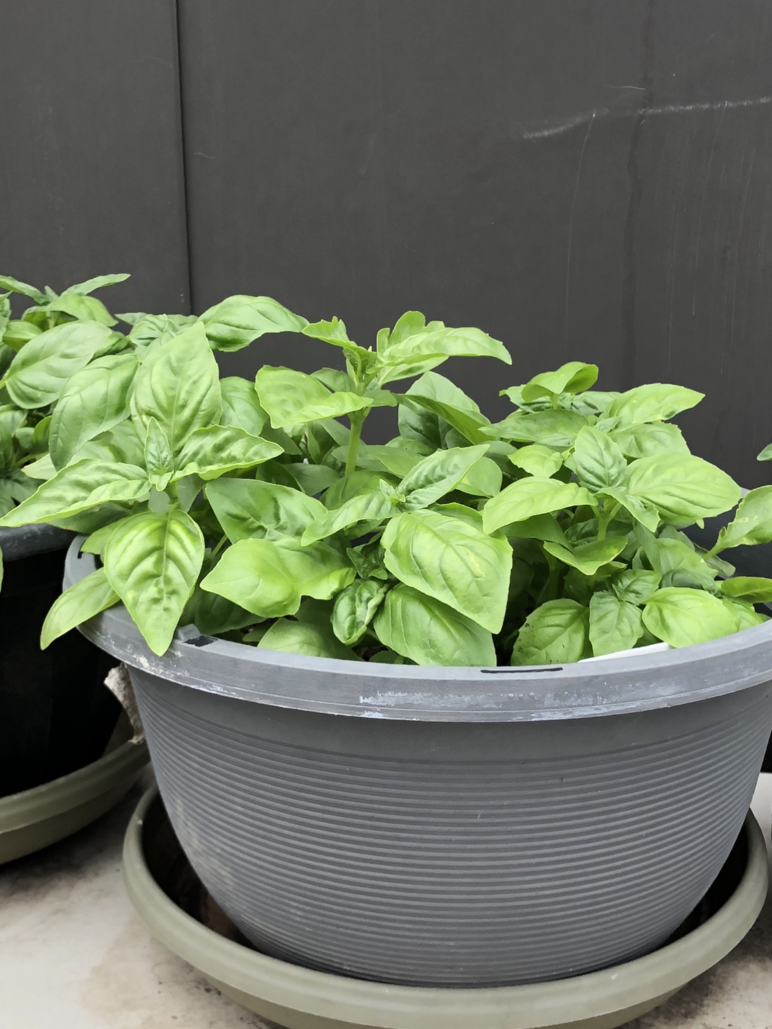 Basil Bowl image indicator(2)