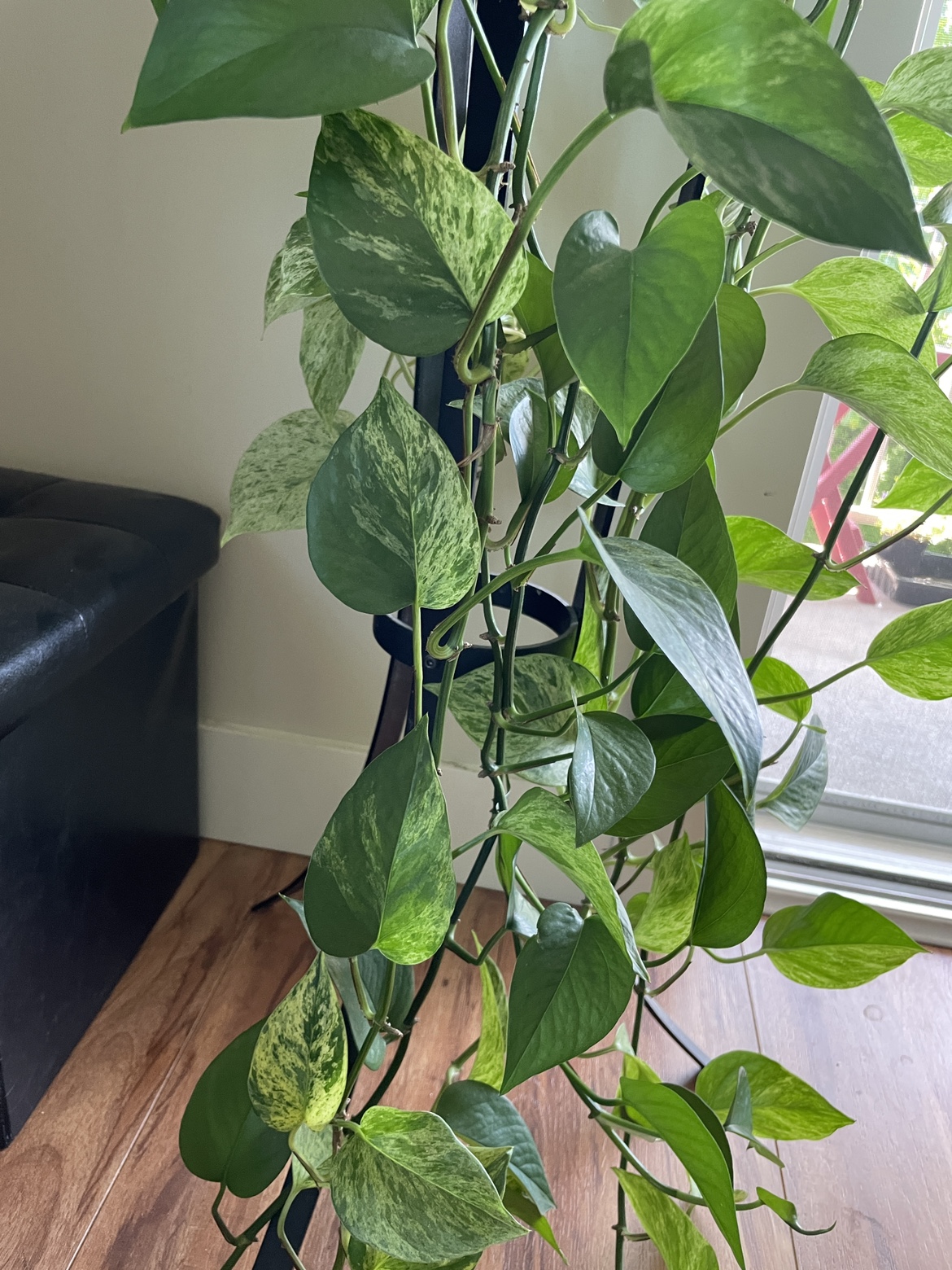 Mature Marble Queen / Snow Queen Pothos with pot & stand - photo 2