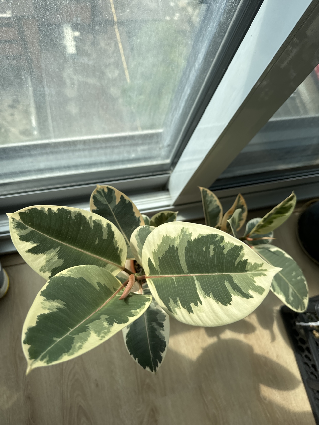 Robber plant- Move out sale - photo 2