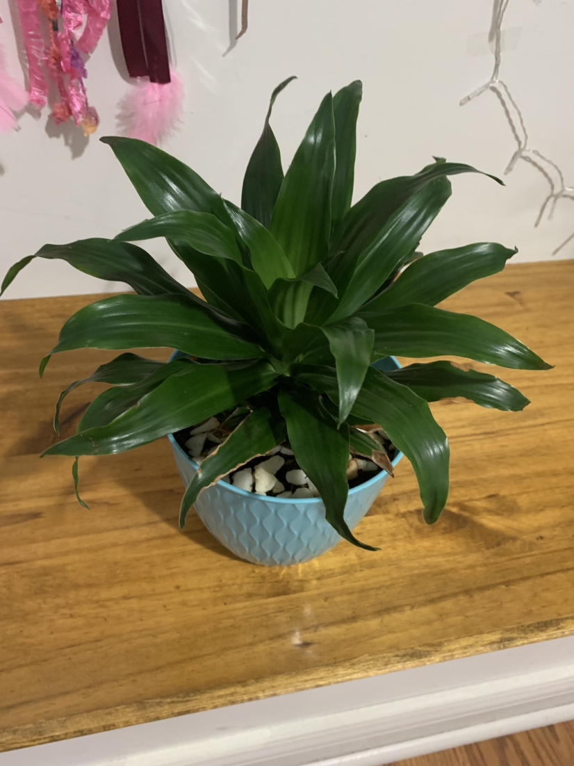 Dracaena Janet plant