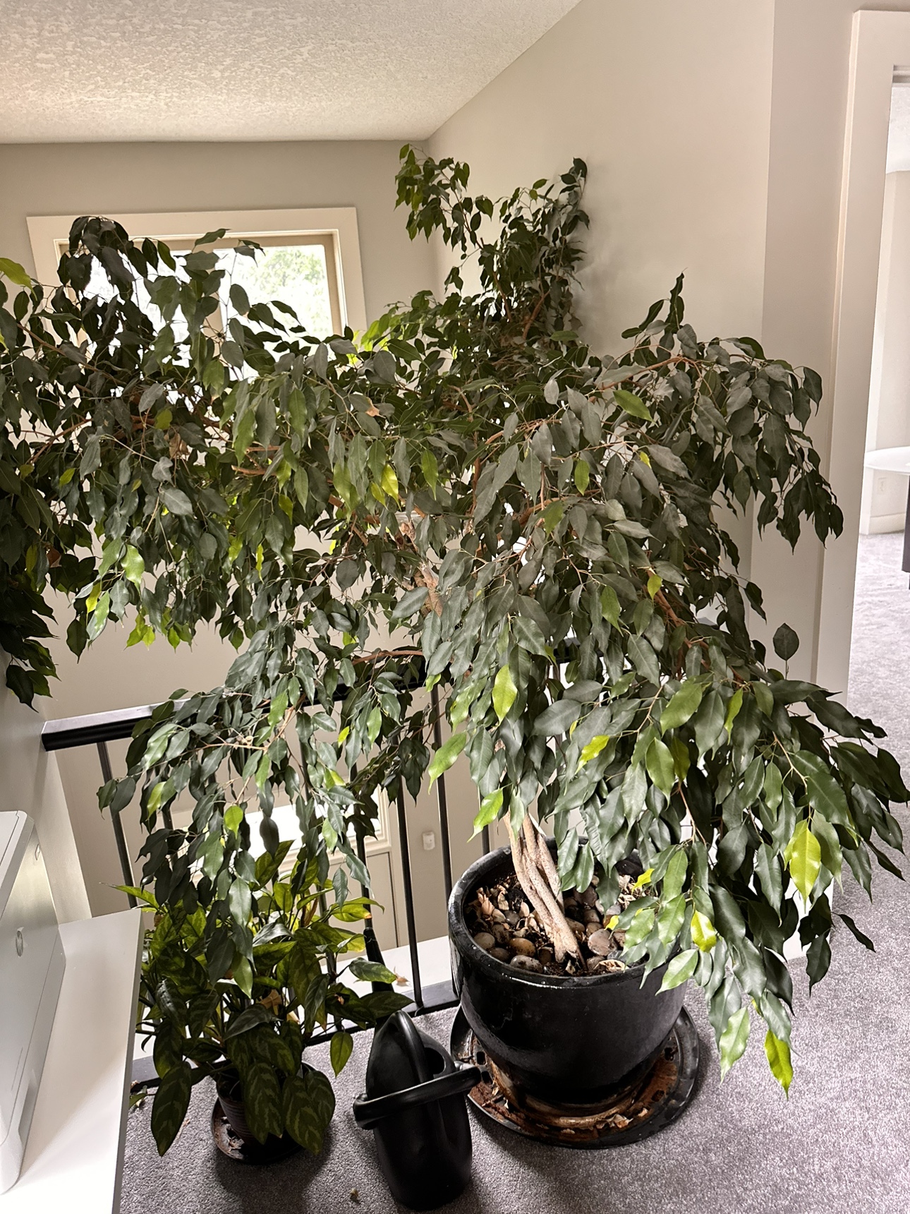Beautiful, tall ficus tree in ceramic pot thumbnail