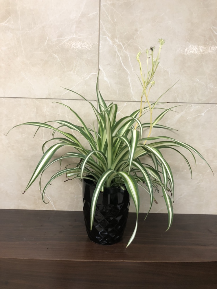 Spider plant with cover pot thumbnail