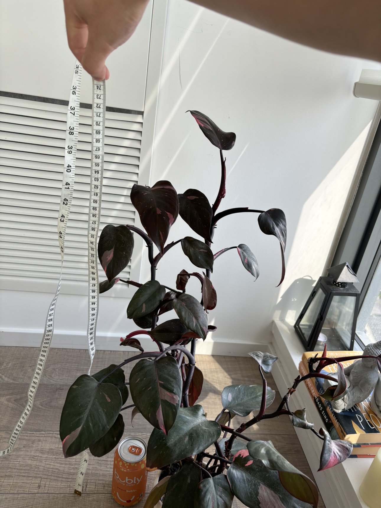 Plant for sell (Free pot) - photo 3