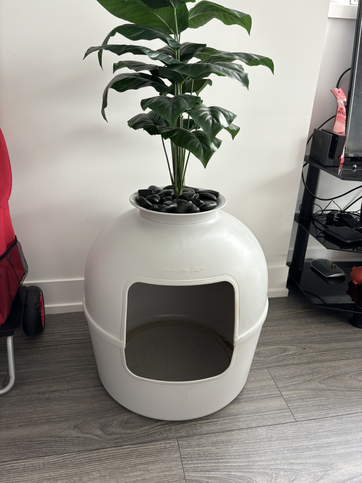 Cat litter box plant