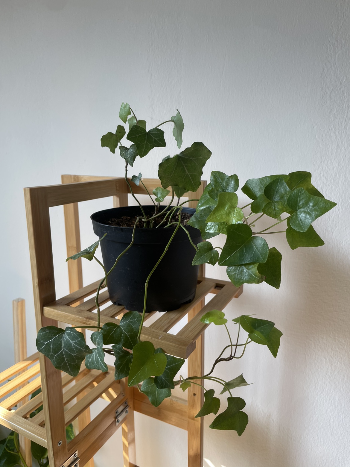 English Ivy - photo 2