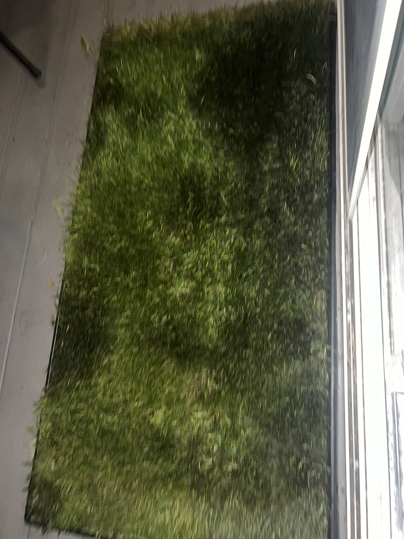 Fresh XL grass patch and Tray