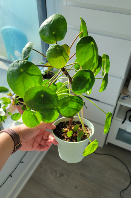Pilea Peperomioides - Chinese Money Plant 🪴 image indicator(2)