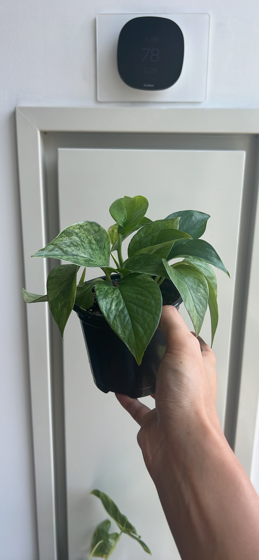 Marble Queen Pothos