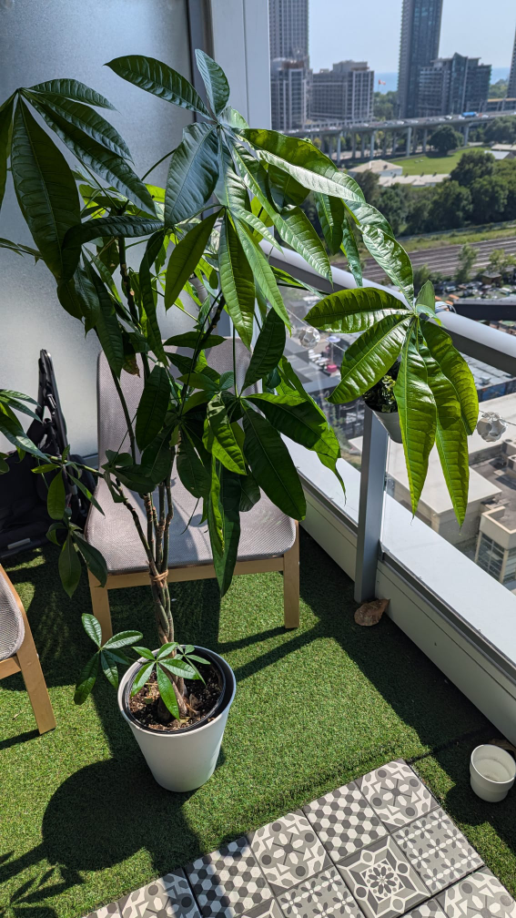 Large Money tree