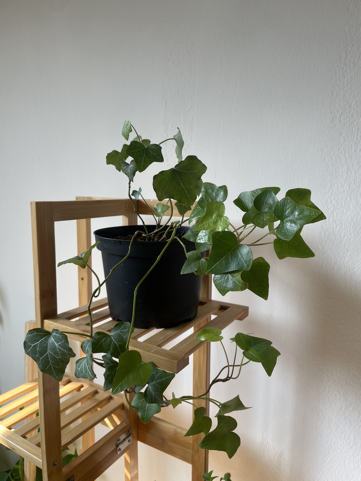 English Ivy - photo 3