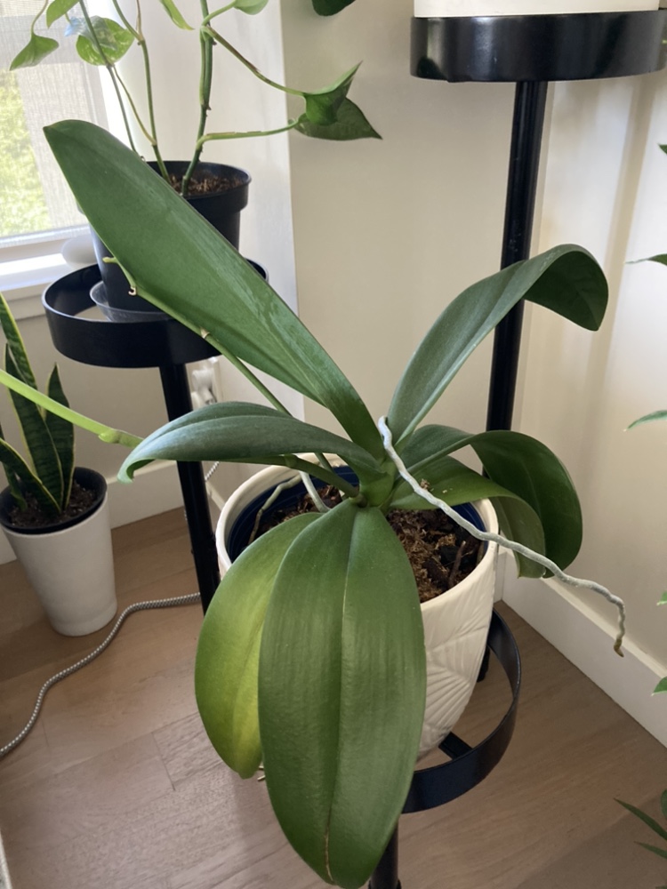 Large pink orchid