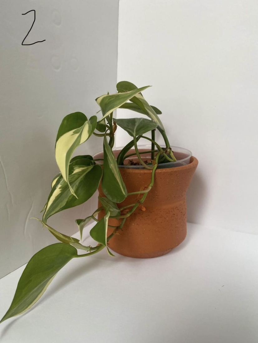 Philodendron hederaceum 'Rio'