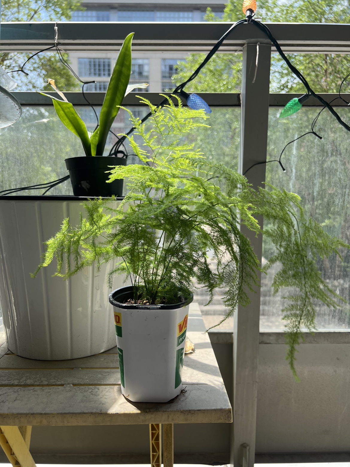 Plant